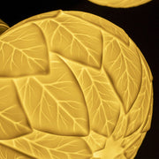 Oak Bulb